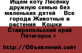 Ищем коту Лисёнку дружную семью без маленьких детей  - Все города Животные и растения » Кошки   . Ставропольский край,Пятигорск г.